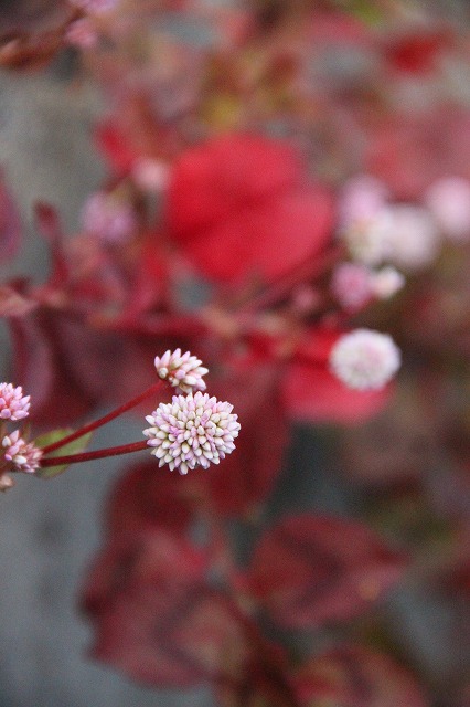 a0123003_23371611.jpg