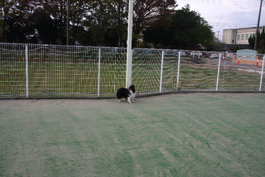 e0130008_22242762.jpg