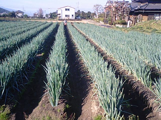 根深ネギの最終・施肥 中耕 土寄せ…２０１２・１１・２１_f0231709_16555369.jpg