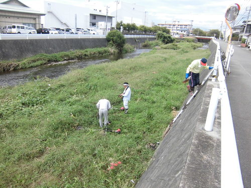 小潤井川の菜の花と、打ち上げられたたくさんの魚_f0141310_7533240.jpg