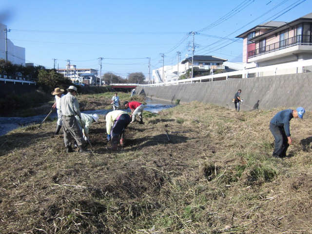 小潤井川の菜の花と、打ち上げられたたくさんの魚_f0141310_7535341.jpg