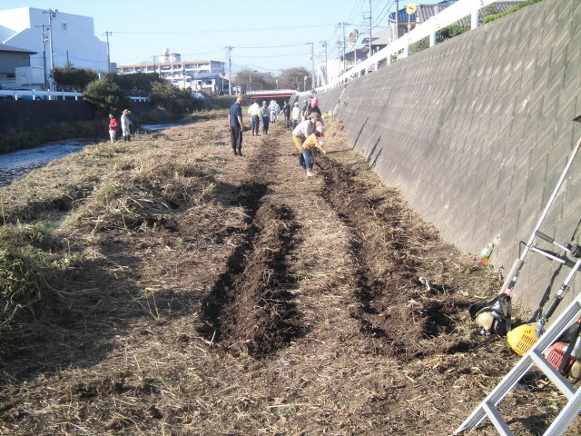 小潤井川の菜の花と、打ち上げられたたくさんの魚_f0141310_7544542.jpg