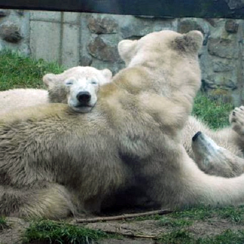 オランダ・レネン、アウヴェハンス動物園のフギースお母さんの双子の名前が、 「ルカ」 と 「リン」 と判明_a0151913_2225657.jpg