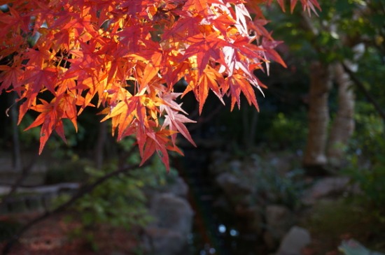 名勝縮景園＠2012.11.20ｚ（＆ＮＥＸ－６ファーストインプレッション)_a0287517_13112910.jpg