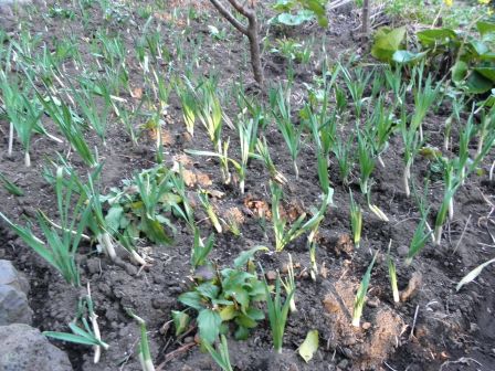 5 600 掘り起こしての 植え替え水仙 ごろんごろん元気だよ