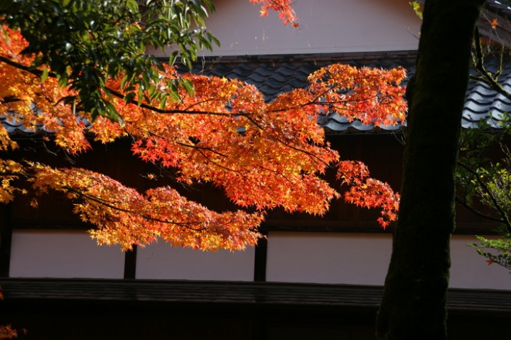 紅葉（３）_b0042439_4442384.jpg