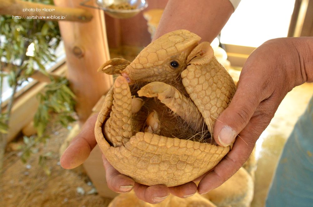 マタコミツオビアルマジロの赤ちゃん 動物園でお散歩