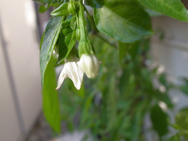 まだまだ花芽をつける唐辛子_e0220163_11394559.jpg