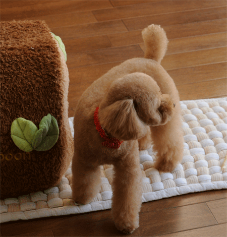 c0196673_7464597.gif