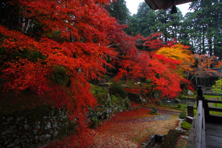 宝泉院_e0051888_494311.jpg