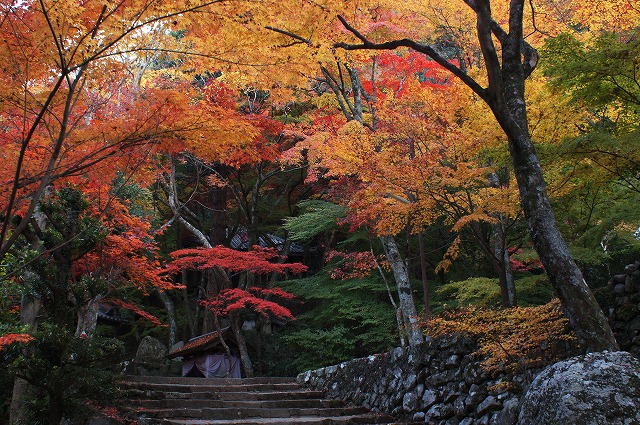 エンブレム　・　大威徳寺の紅葉_b0163792_18355268.jpg