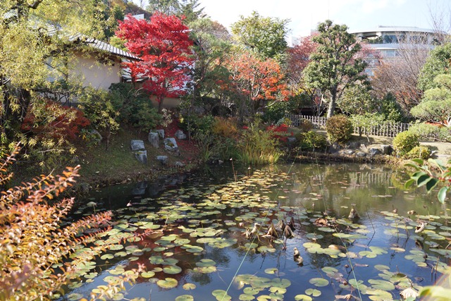 綺麗～有馬温泉の秋、有馬温泉の観光スポット、有馬温泉紅葉の見所、日本維新の会に期待今回の総選挙①_d0181492_23544277.jpg