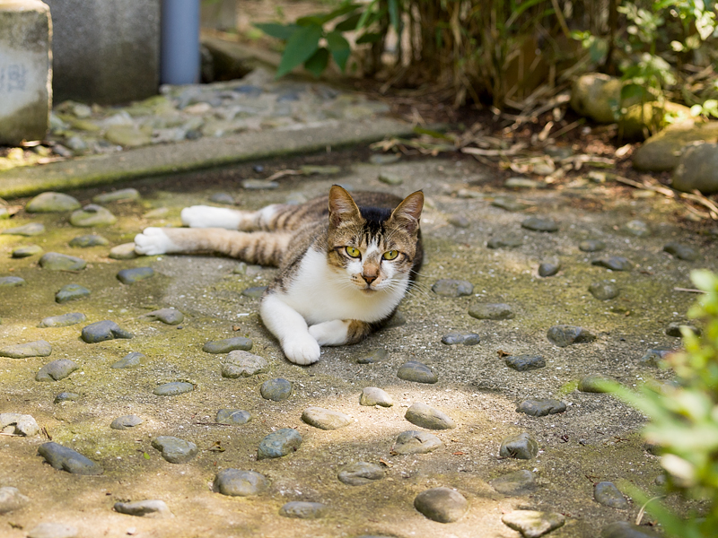 広島の猫#1418_c0191394_2259820.jpg