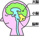 【画像+動画ｱﾘ】：脳スキャンを使い、12 年間植物状態だった男性との対話に成功!!_a0293798_316122.gif