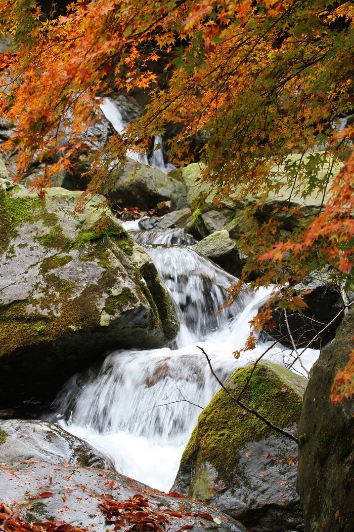 冬隣り　　　　≪　　　紅葉風景　　　≫_a0140000_2462991.jpg