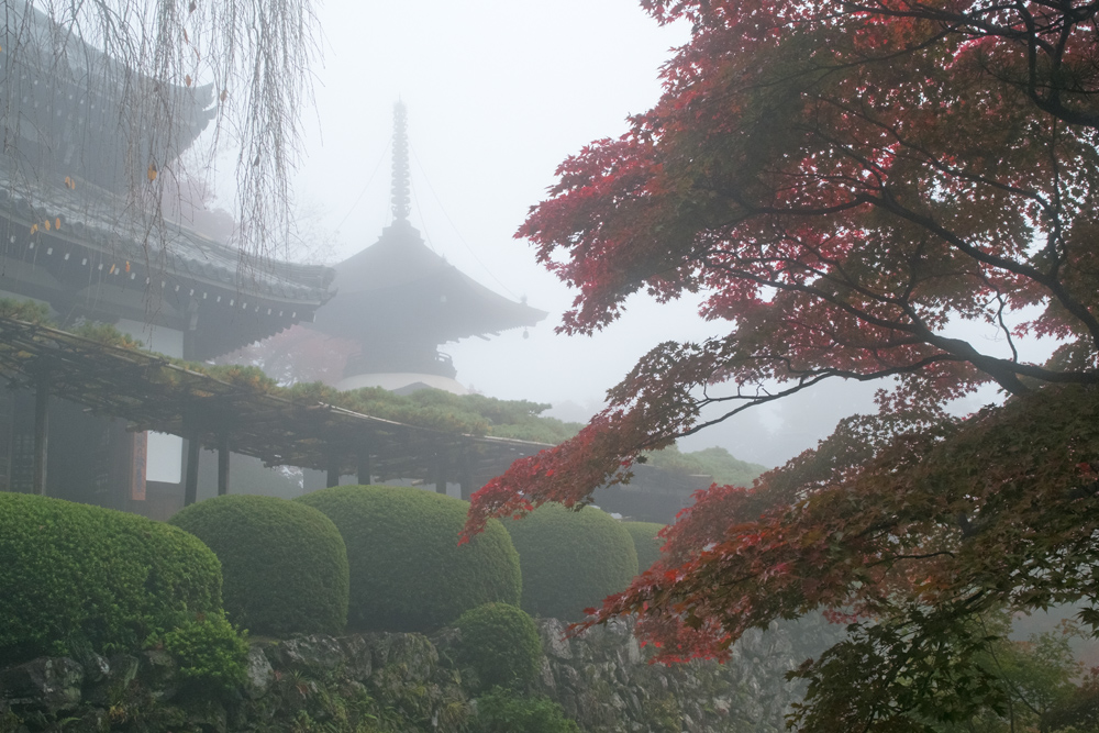 霧紅葉・善峯寺(2)_b0221605_8544192.jpg