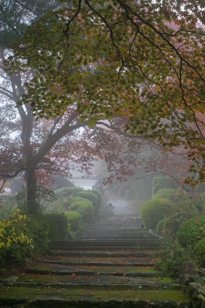 霧紅葉・善峯寺(2)_b0221605_8555693.jpg