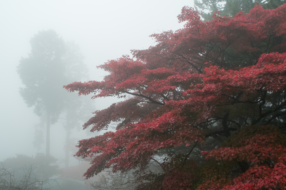 霧紅葉・善峯寺(2)_b0221605_8592830.jpg