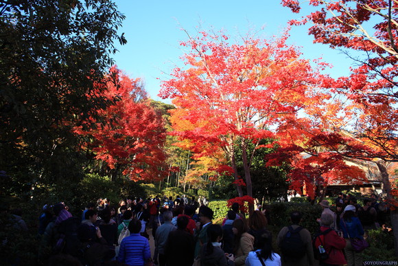 昭和記念公園の銀杏。_e0262305_23101036.jpg