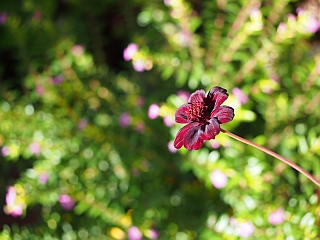 c0156908_57613.jpg