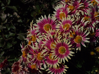 c0156908_58739.jpg