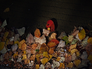 c0156908_663195.jpg