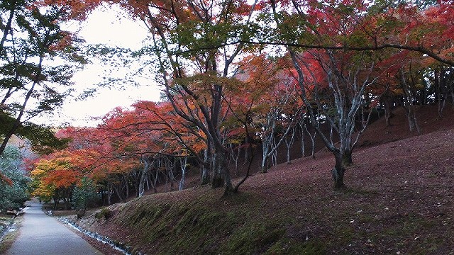 修善寺のもみじがそろそろ見頃。_f0182513_2352462.jpg