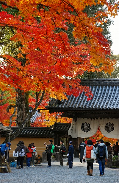 紅葉　－　金閣寺_a0114714_0123865.jpg