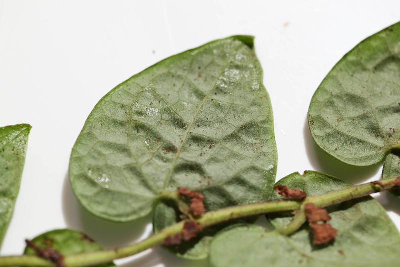 Ficus(Pilea?) sp. Cameron Highlands (WWR) #1_a0141717_22504513.jpg