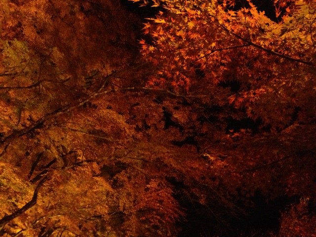 香嵐渓のライトアップに行ってきました(^O^)_c0213517_10462576.jpg