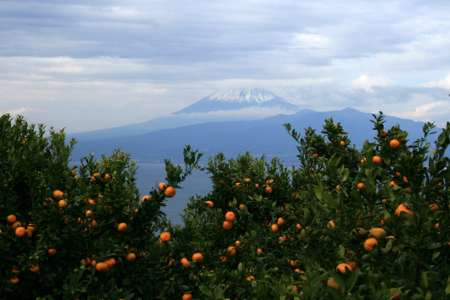 ミカン山色づく_b0197433_16211053.jpg