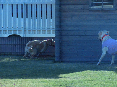 a0253436_13347100.gif