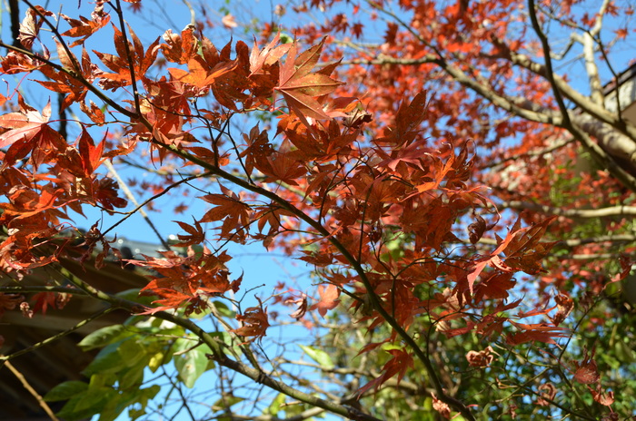 c0202242_107587.jpg