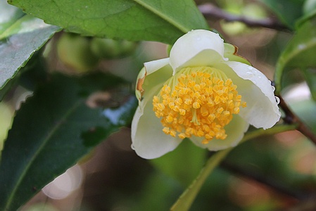 お茶の木「紅富貴」の花♪_a0243143_18183524.jpg