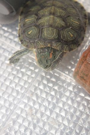 カメのあくび ギーオン成長日記 カメのあくび ギーオン成長日記