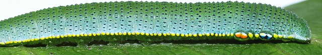 b0135573_2236635.jpg