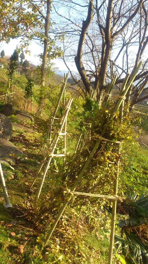 新柳の冬囲い完了。_d0182179_16114076.jpg