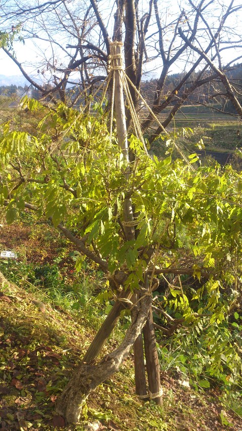 新柳の冬囲い完了。_d0182179_1612328.jpg