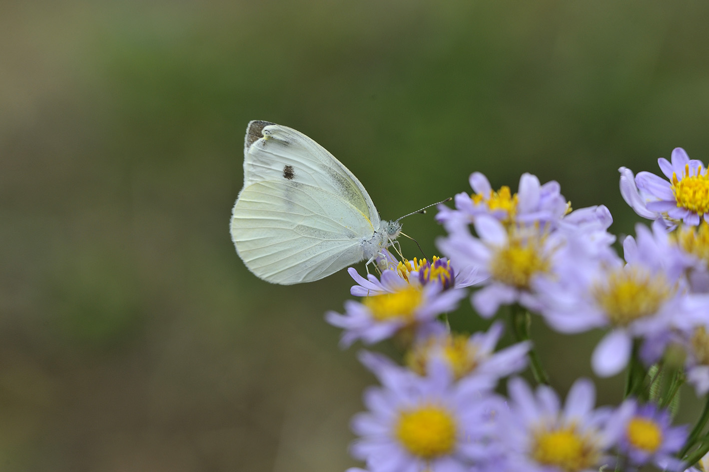 APO 50-500mm F4.5-6.3 DG OS HSMで蝶を撮る_a0110584_21564096.jpg