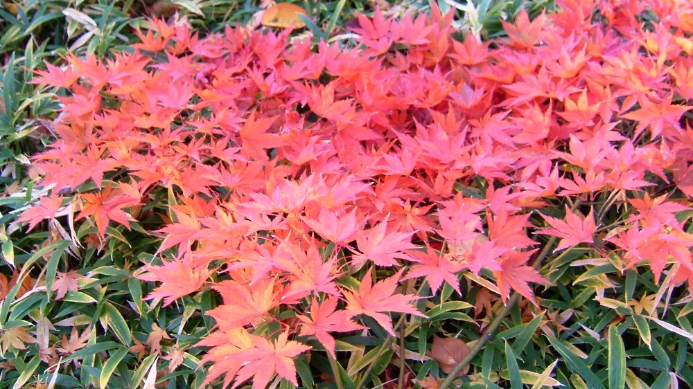 高田公園小林古径邸の紅葉ーパノラマ!_e0065084_22361638.jpg