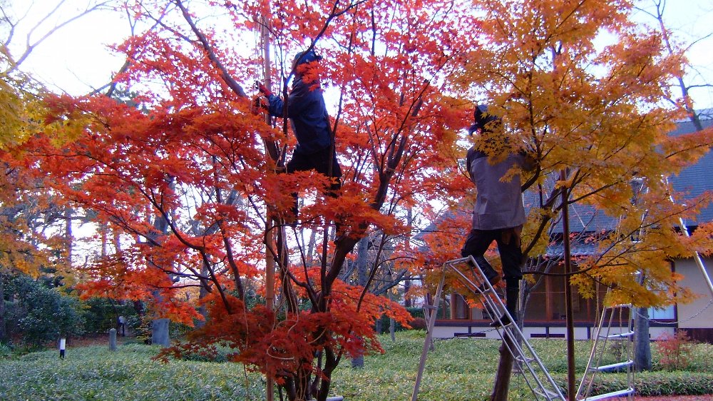 高田公園小林古径邸の紅葉ーパノラマ!_e0065084_22365234.jpg