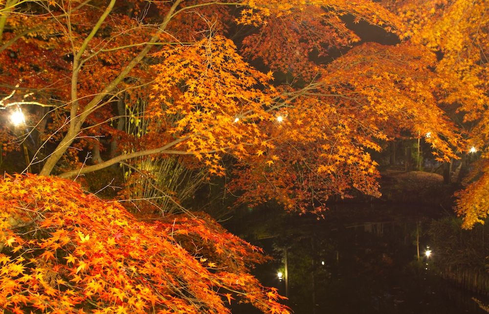 紅葉 2012 京都 12 　曼殊院門跡（ Manshu-in ）2012 autumn color in Kyoto _b0188590_17515923.jpg