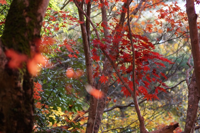 綺麗~有馬温泉の秋、有馬温泉の観光スポット、有馬温泉紅葉の見所、日本維新の会に期待今回の総選挙②_d0181492_8244611.jpg