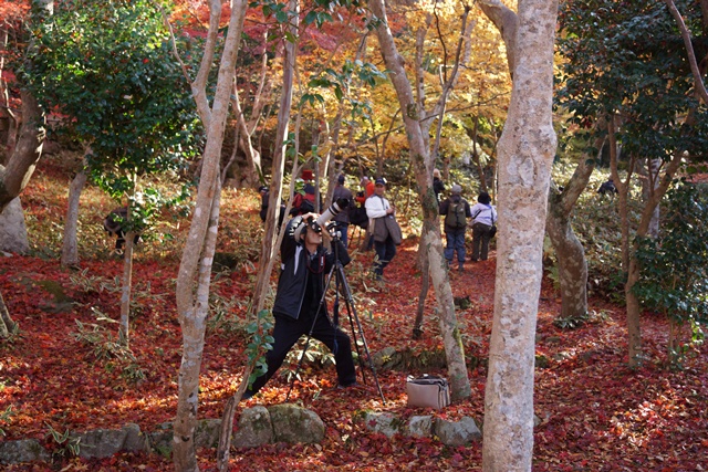 綺麗~有馬温泉の秋、有馬温泉の観光スポット、有馬温泉紅葉の見所、日本維新の会に期待今回の総選挙②_d0181492_8271754.jpg