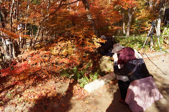 綺麗～有馬温泉の秋、有馬温泉の観光スポット、有馬温泉紅葉の見所、日本維新の会に期待今回の総選挙②_d0181492_8272977.jpg