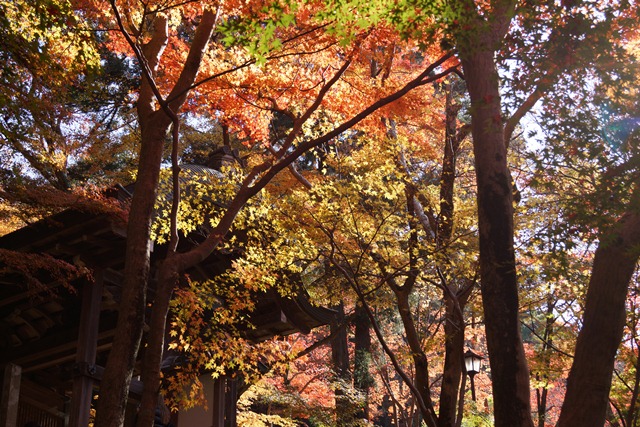 綺麗～有馬温泉の秋、有馬温泉の観光スポット、有馬温泉紅葉の見所、日本維新の会に期待今回の総選挙②_d0181492_8283991.jpg