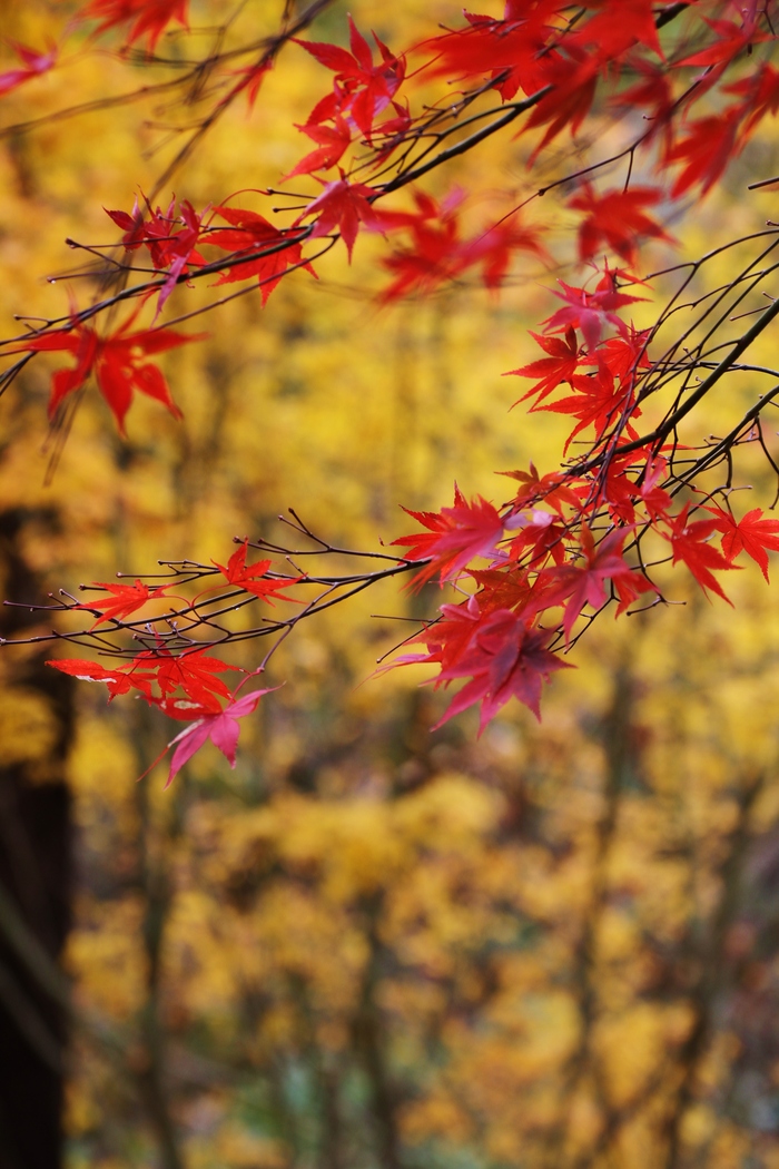 悠久の流れ　　　　≪　　　渓谷の紅葉　　　≫_a0140000_23132131.jpg