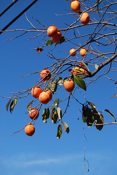c0124100_11472072.jpg