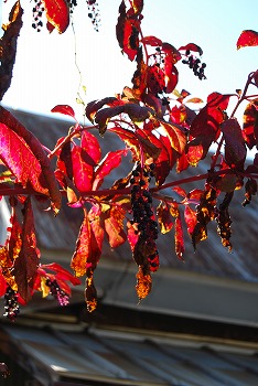 c0124100_11472913.jpg