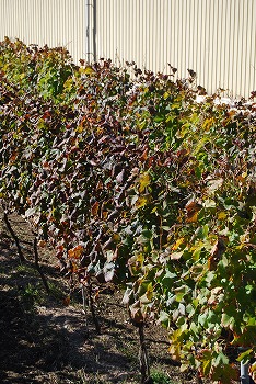 c0124100_11475720.jpg